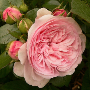 Mariatheresia® - trandafiri - www.ioanarose.ro